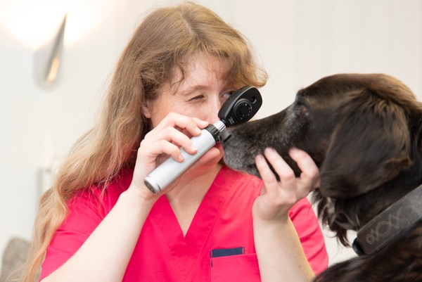 Tierärztin Theresa Schmid bei einer Untersuchung